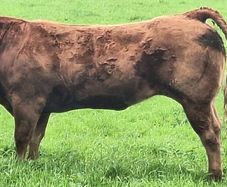 5  Heifers Balla Mart 22ndAugust Replacement 215