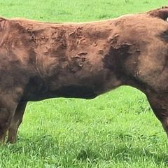 5  Heifers Balla Mart 22ndAugust Replacement 215