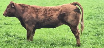 5  Heifers Balla Mart 22ndAugust Replacement 215