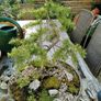 Bonsai Tree Image 9