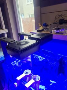 red sea led