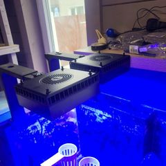 red sea led