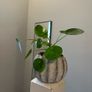 Money plant Image 2