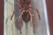 Beautiful Tarantula Encased in a Clear Resin Block