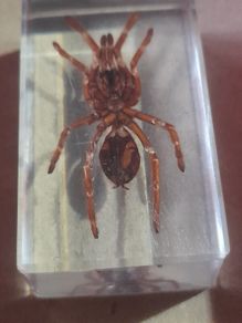 Beautiful Tarantula Encased in a Clear Resin Block