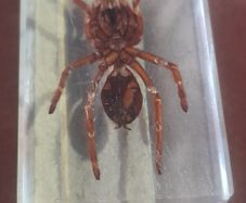 Beautiful Tarantula Encased in a Clear Resin Block