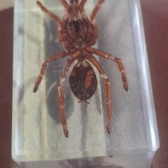 Beautiful Tarantula Encased in a Clear Resin Block