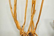 Stump Wood Size XXXL