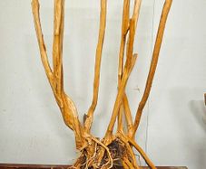 Stump Wood Size XXXL