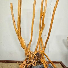 Stump Wood Size XXXL