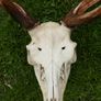 Real Naturally Fallow Deer Antlers On A Skull (trophy Taxidermy) Image 3
