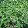 Wild Strawberry plant seedlings bare root Image 5