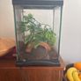 Terrarium for praying mantis / stick insect Image 4