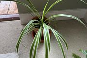 spider plant