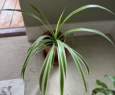 spider plant