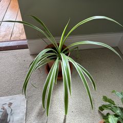 spider plant