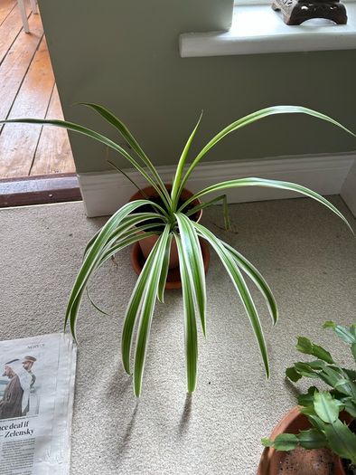 spider plant