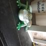 The Mystic Vision Frog Figurine Green White Resin Art Esoteric AllSeeing Eye Image 5