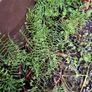 Ferns, 2 litre plants Image 7