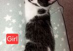 Kittens