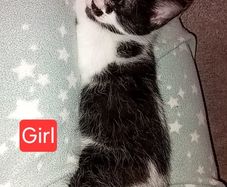 Kittens