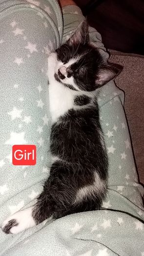 Kittens