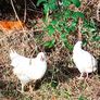 Chicken and pheasant 2026 Image 5