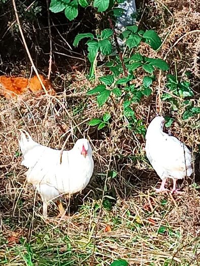 Chicken and pheasant 2026