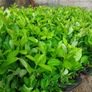 Laurel Hedging Image 4