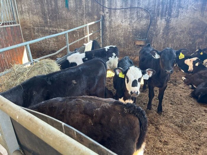 Calfs off milk