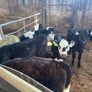 Calfs off milk Image 5