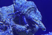 Fish tank