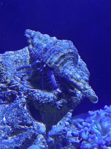 Fish tank