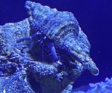 Fish tank