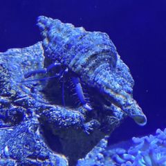 Fish tank