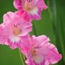 7 x Gladiolus bulbs PINK PARROT Image 2