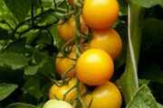 (T) Tomato Romus seeds 0.2g (110599)