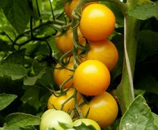 (T) Tomato Romus seeds 0.2g (110599)