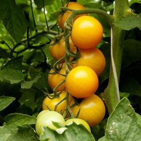 (T) Tomato Romus seeds 0.2g (110599)