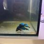 betta Image 8