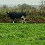 British friesian incalf heifers for sale Image 3
