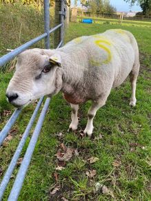 Texel ram