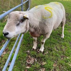 Texel ram