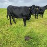 Incalf heifers Image 5
