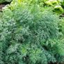 (D) Dill seeds Monarch 3g (180290) Image 2
