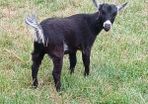 Purebred Female Pygmy Goat