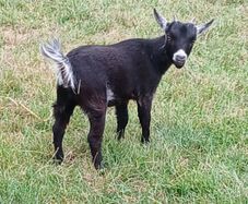 Purebred Female Pygmy Goat