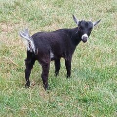 Purebred Female Pygmy Goat
