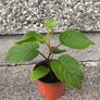 Kiwi Vine Pot(Sun Gold) Image 2