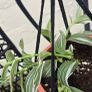 Tradescantia albiflora Image 3